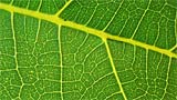 Idrogeno dagli spinaci, procede la ricerca per un mondo Green